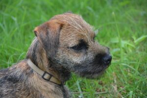 Auch der Border Terrier hat Trimmfell und haart bei guter Pflege sehr wenig