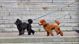 Bekannteste nicht haarende, kleine Hunderasse: Der Zwergpudel