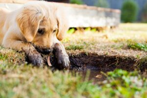 Entspannender als Tricks, Training und Bespaßung: Einfach Hund sein dürfen!
