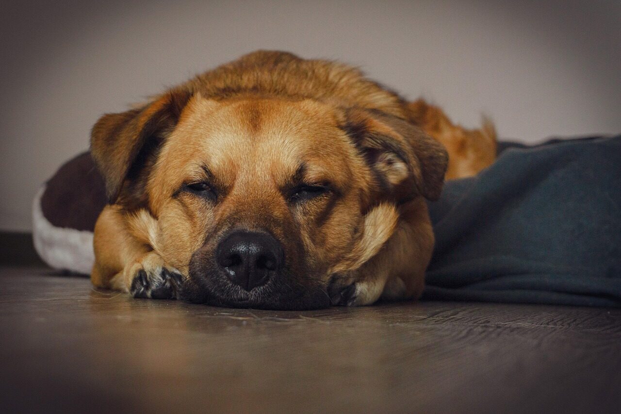 dog, puppy, pet, canine, animal, hund, asleep